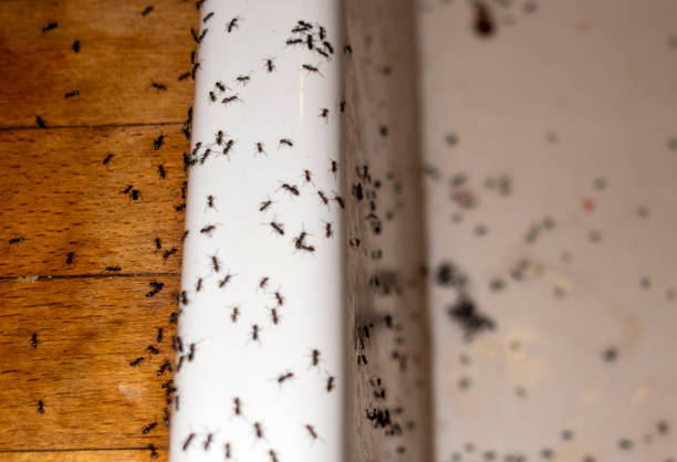 Pest Control Cost in College Park, MD