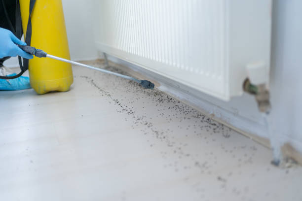 Best Cockroach Control Services  in College Park, MD