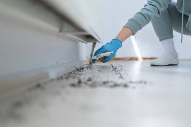 Reliable College Park, MD Pest Control Solutions